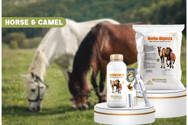q9 international products