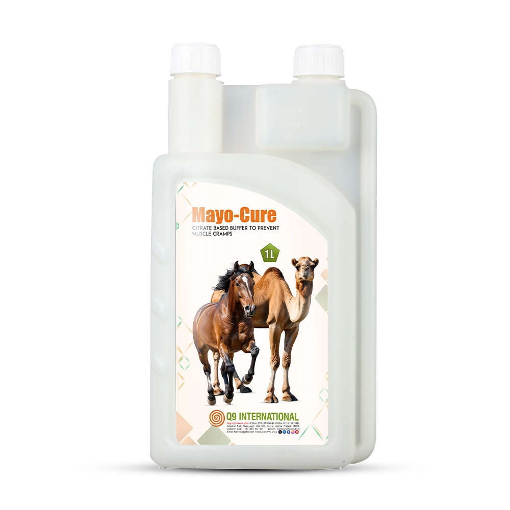 q9 international products